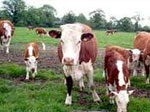 Cattle Feeder